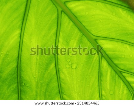 green leage background structure of leafe and water drop on 
