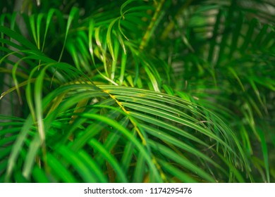 Green Leave background 