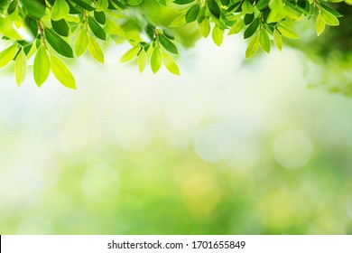 Green Leave With Green Bokeh Background