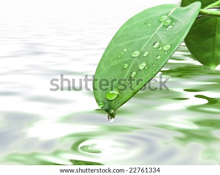 green leave at brunch with drops against the water background