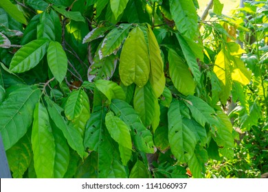 The Green Leave Of Cocoa Tree In The Field