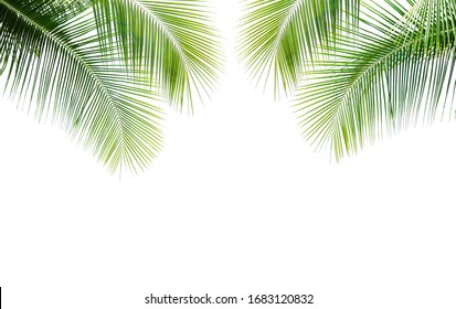 Green Leave Of Coconut Palm Tree Isolated On White Background