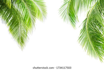 Green Leave Of Coconut Palm Tree Isolated On White Background