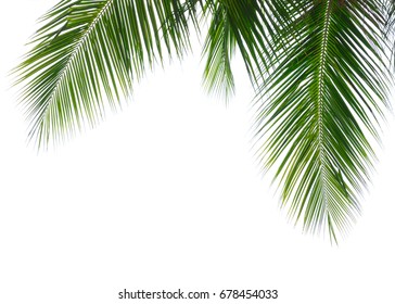 Green Leave Of Coconut Palm Tree Isolated On White Background