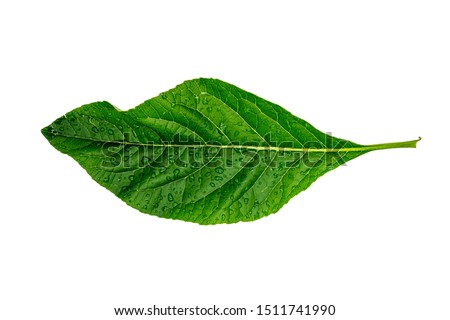 Green Leave In The Hand Isolated On White Background.Closeup Green Leave With Water Drop.