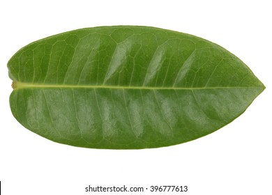 Green leave isolated on white background. This has clipping path.