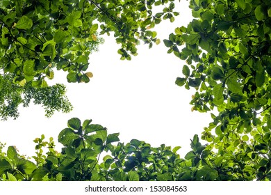 Green Leave On White Background, Frame