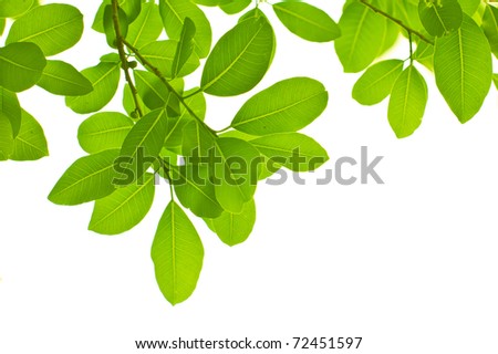 Green leave on white background