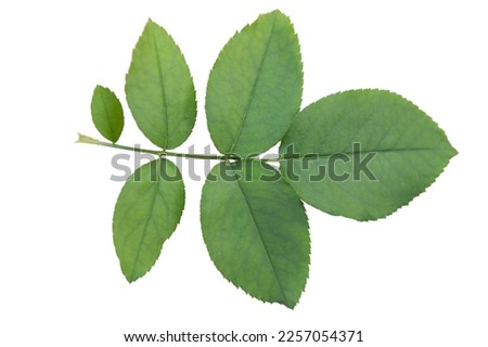 Green leave of rose tree isolated on white background. This has clipping path.
