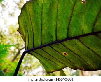 Green Leave At The Royal Winter Residence Of The Thai Royal Family