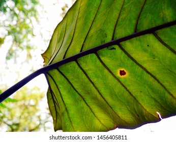 Green Leave At The Royal Winter Residence Of The Thai Royal Family