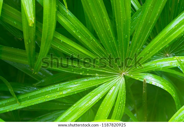 green leave\
of saw palmetto with water drop on\
it.