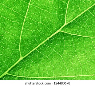 Green Leave Texture