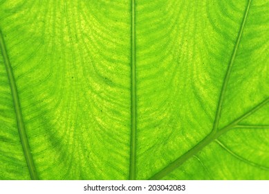 Green Leave Texture
