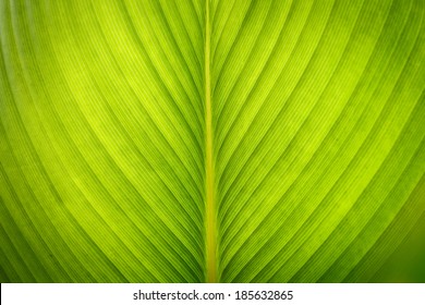 Green Leave Texture For Background