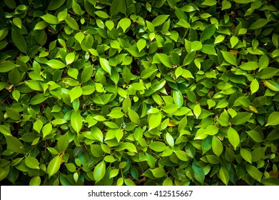 Green Leave Texture Background