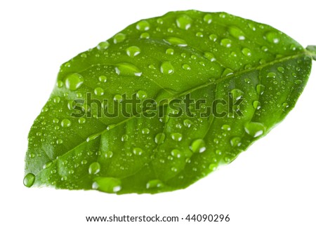 Green leave with water drop isolated on white