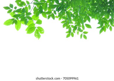 Green Leave White Background Stock Photo (Edit Now) 705099961