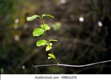 Стоковая фотография: Green leaves 