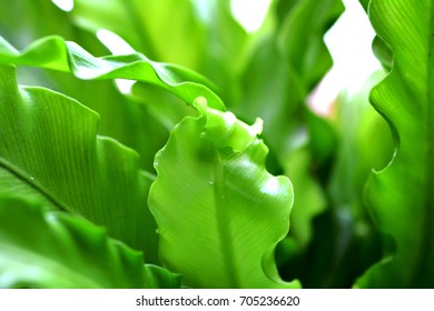 green leaves - Shutterstock ID 705236620