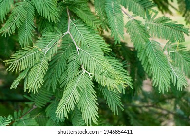 Silver Leaf Acacia Images Stock Photos Vectors Shutterstock