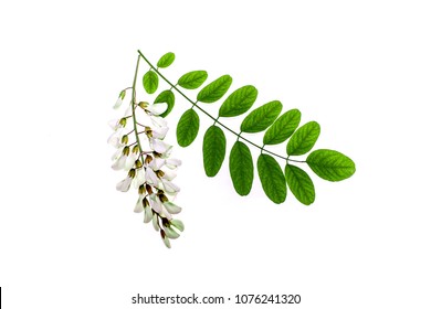 Green leaves of Acacia Acacia and white flowers on a white background