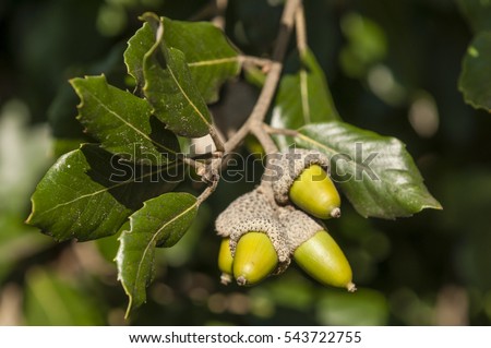 Similar – Image, Stock Photo Holm oak tree holm oak