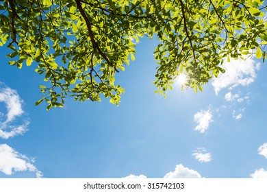 Green leaves against blue sky
