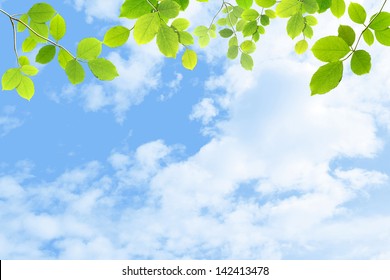 Green Leaves Against The Sky