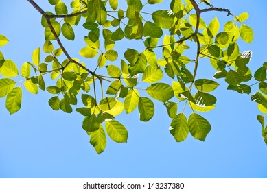 Green Leaves Against The Sky