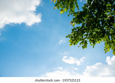 Green Leaves Against The Sky