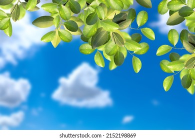 Green leaves against the sky with clouds