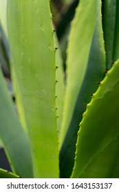 The green leaves of the agave close up.