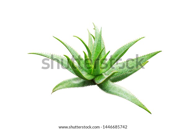 Green Leaves Aloe Vera Plant Agave Stock Photo Edit Now 1446685742