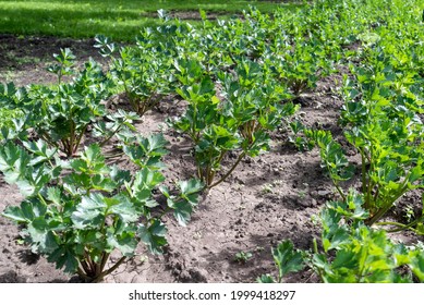 Green Leaves Of Apium Graveolens In The Garden.