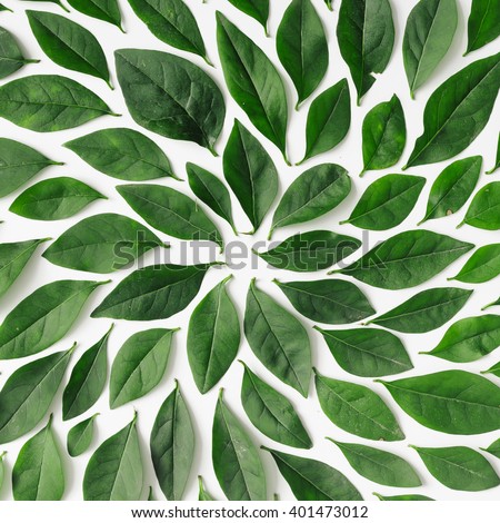Green leaves arranged in spiral shape on white background. Flat lay.