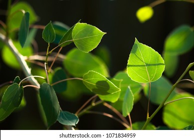 The green leaves of an aspen tree glow in the summer sunlight. 