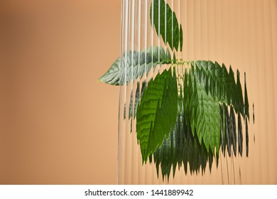 Green Leaves Of Avocado Tree Behind Reed Glass Isolated On Beige