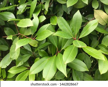 Lot Of Green Leaves Backgrond