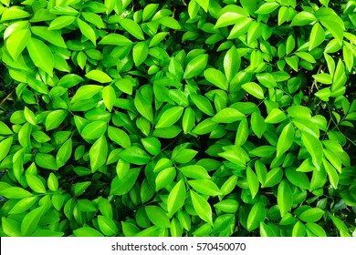 green leaves background - Shutterstock ID 570450070