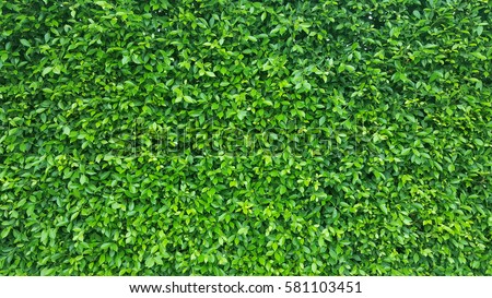 Green Leaves background