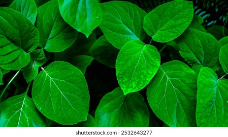 green leaves background. Green leaves close up, green natural bacground. Ecology, organic, earth day. Save earth - Powered by Shutterstock