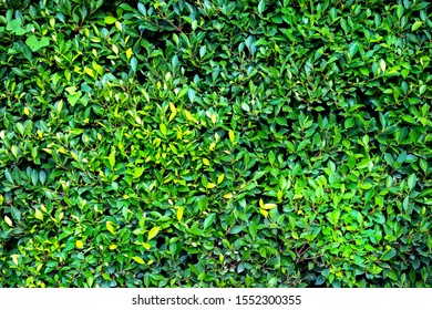 Green leaves background. Green leaves color dark tone Tropical Plant,environment,fresh,photo concept nature and plant.