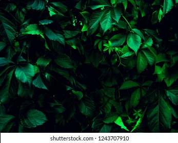 Green Leaf On Black Background Hd Stock Images Shutterstock