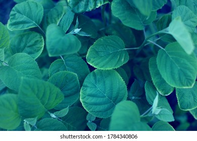 Green leaves background. Green leaves color tone dark in the morning.Green leaves background. Green leaves color tone dark in the morning. - Shutterstock ID 1784340806
