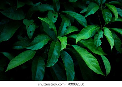 Green leaves background in dark light eco concept image or refreshment concept background. - Shutterstock ID 700082350