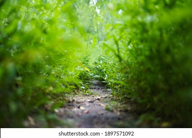 Green Leaves Background For Design Backdrop. Wildlife Corridor Tunnel. Image Has Shallow Depth Of Field.