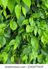 Green Leaves Background. Foliage backdrop. Fresh leaves. Nature Wallpaper. Spring Leaf background. - Shutterstock ID 2310377639