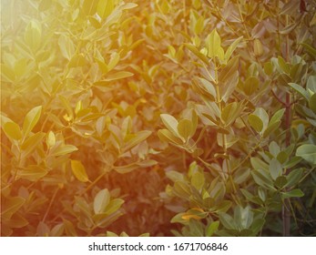 Green leaves background , Fresh green leaves in the spring. sunlight