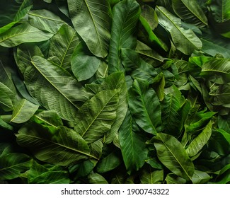 Green Leaves Background. Fresh Green Walnut Leaves Are Dried To Make A Healing Tea.